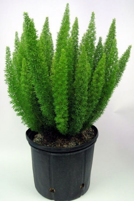 My Dream Nursery Asparagus Plant(Hybrid, Pack of 1)