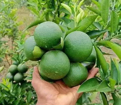 maltaplant Malay Apple Plant(Hybrid, Pack of 1)