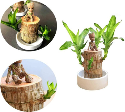 Green view Brazilian Wood(Hybrid, Pack of 1)