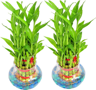 NiMoj Two Layer Bamboo Plant, Lucky Bamboo Straight Stick(Hybrid, Pack of 2)