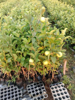 IGNC Guava Plant(Hybrid, Pack of 1)