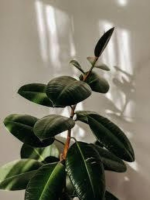 Cloud Farm Rubber Tree(Hybrid, Pack of 1)
