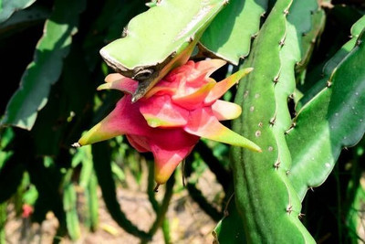 MAMONI TRADERS Dragon Tree(Hybrid, Pack of 1)