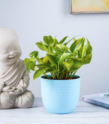 GREENLEAFS Money Plant(Pack of 1)