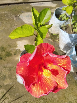 ABC Hibiscus Plant(Hybrid, Pack of 1)
