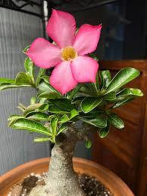 ABEFARIYA Adenium Plant(Hybrid, Pack of 1)