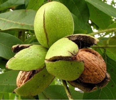 MAITRA AND SONS Walnut Plant(Hybrid, Pack of 1)