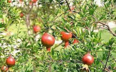 GLOBQRO Pomegranate Plant(Hybrid, Pack of 1)