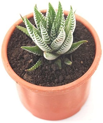 India Gardening Bunny Ear Cactus(Hybrid, Pack of 1)