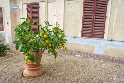 Manjunursery Lemon Plant(Hybrid, Pack of 1)