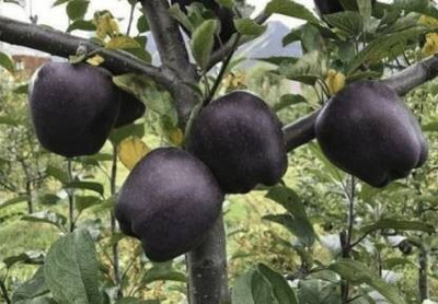 GreensFord Custard Apple Plant(Hybrid, Pack of 1)