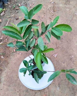 ALOCHUZ Guava Plant(Hybrid, Pack of 1)