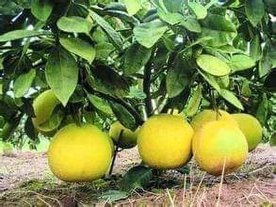 Nurseryfriend Lemon Plant(Hybrid, Pack of 1)