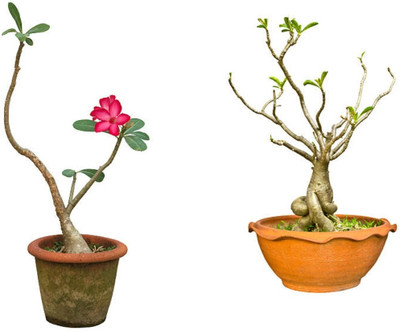Mohomaya Adenium Plant(Hybrid, Pack of 2)