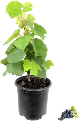 FSK Grapes Plant(Hybrid, Pack of 1)