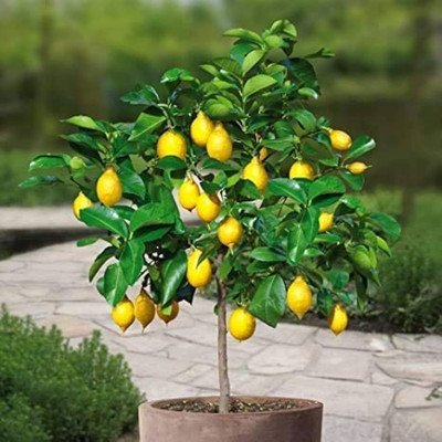MISHKA ENTERPRISE Lemon Plant(Hybrid, Pack of 1)