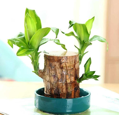 Biswas Bloom Bamboo Palm Plant, Boxwood Plant, Succulents Plant(Hybrid, Pack of 1)