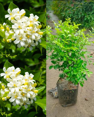 PetalPath Madhu Kamini Plant(Hybrid, Pack of 1)