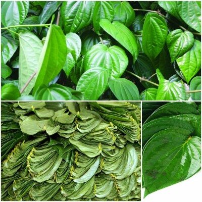 Cloud Farm Betel Leaf Plant(Hybrid, Pack of 1)