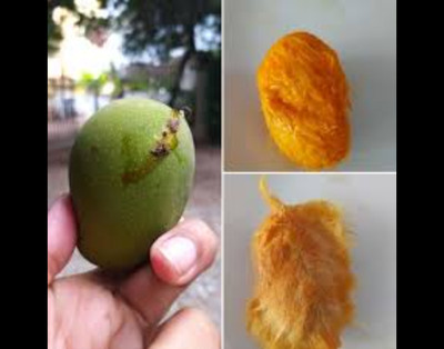 priyashitaNursery Mango Plant(Hybrid, Pack of 1)