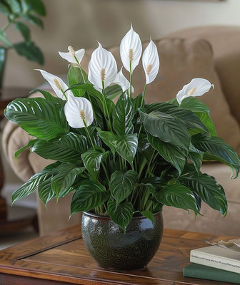 MAITRA AND SONS Peace Lily Plant(Hybrid, Pack of 1)