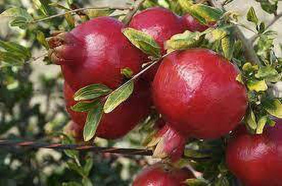 Cloud Farm Pomegranate Plant(Hybrid, Pack of 1)