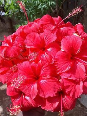 MAITRA AND SONS Hibiscus Gudhal Flower Plant(Hybrid, Pack of 1)
