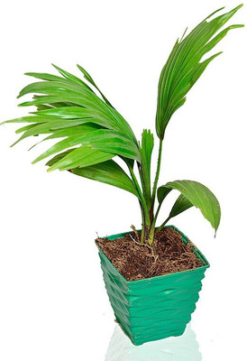 Heaven Of Saplings Areca Plam(Pack of 1)