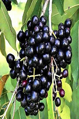EDEN EARTH Jamun Plant(Hybrid, Pack of 1)