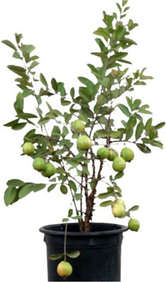 Shiv-Shakti Group Guava Plant(Hybrid, Pack of 1)