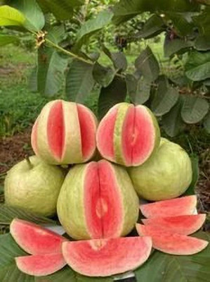 AloGardening Guava Plant(Hybrid, Pack of 1)