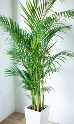 AloGardening Areca Palm(Hybrid, Pack of 1)