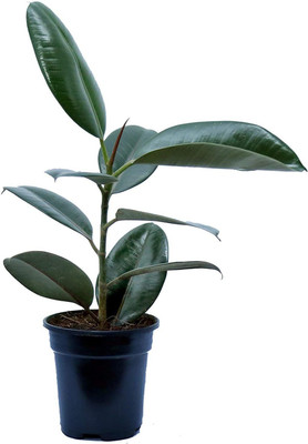 Kodali Rubber Tree(Hybrid, Pack of 1)