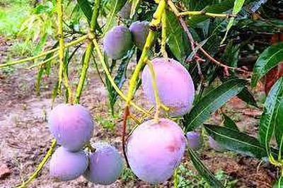 Aquinnah Mango Plant(Hybrid, Pack of 1)