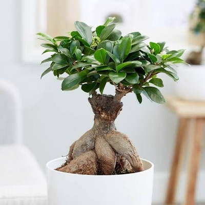 RudraECOM Ficus Plant(Hybrid, Pack of 1)