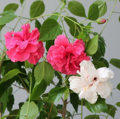 Mohomaya Hibiscus Plant(Hybrid, Pack of 1)