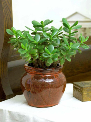 LeafLinkPlants Jade Plant(Hybrid, Pack of 1)