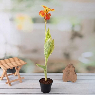 Bakuchi Canna Lily Plant(Hybrid, Pack of 1)