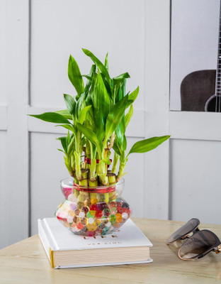Real Nature Two Layer Bamboo Plant(Hybrid, Pack of 1)
