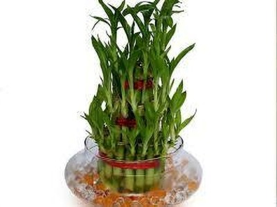 SUNVIEWNERSARY Two Layer Bamboo Plant(Hybrid, Pack of 1)