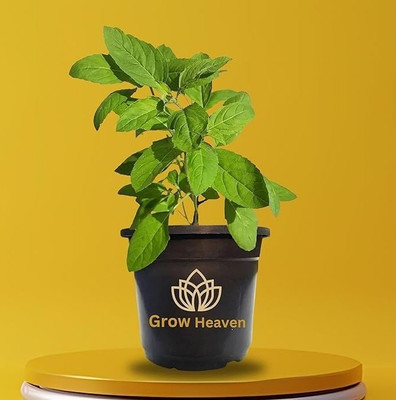 AFARTIOBINA Tulsi Plant(Hybrid, Pack of 1)
