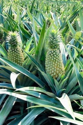 Nurseryfriend Pine Apple Plant(Hybrid, Pack of 1)