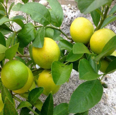 GreenLife Lemon Plant(Hybrid, Pack of 1)