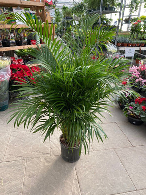 Bakuchi Areca Palm(Hybrid, Pack of 1)