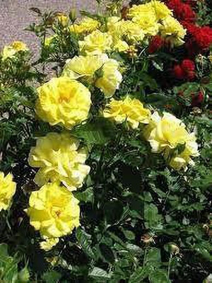 NurseryFriends Rose Plant(Hybrid, Pack of 1)