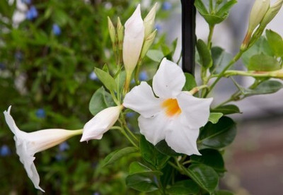 HIGH TECH FARM Mandevilla Plant(Hybrid, Pack of 1)