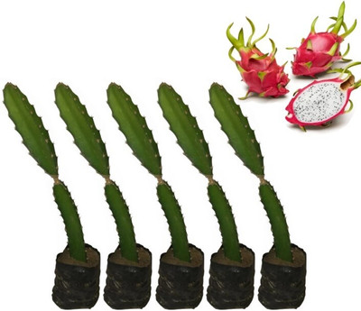 Blue Sky Dragon Tree(Hybrid, Pack of 5)