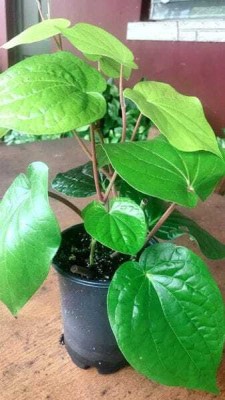 KUMUBON Betal Leaf Plant(Hybrid, Pack of 1)