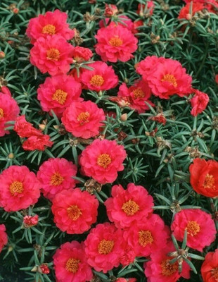 Lorvox 9'0 Clock Flower Seed(110 per packet)