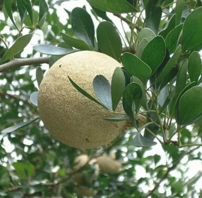 Risenshine Wood Apple Plant(Hybrid, Pack of 1)